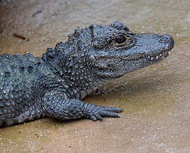 扬子鳄，Alligator sinensis （Fauvel,1879），古代被称作鼍（tuó）