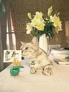 搞笑萌宠GIF图的照片 - 微相册吃个饭你盯着我是几个意思奥巴马：先来点牛奶吧 面包晚上八点我再来拿