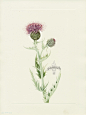 Walcott North American Wild Flower Prints 1925