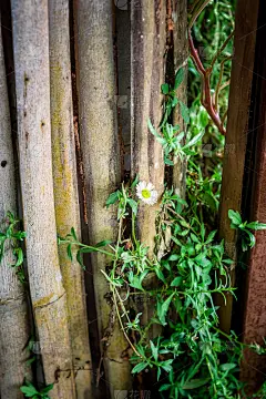 竹墙上有绿叶常春藤和白花