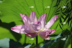 莲花 花 植物 美丽的花朵 花瓣 粉红色的花瓣 粉红色的花 花壁纸