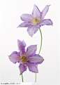 花卉造型-一对紫色的水仙花
