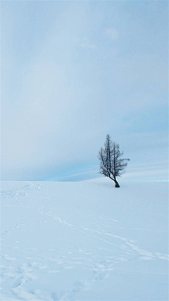 左宁_采集到夜深知雪重，时闻折竹声