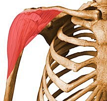 deltoid 三角肌