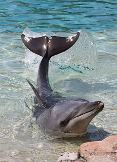 落鑫宇采集到海洋生物