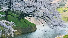 树，樱桃，开花，春天，河流，自然公园风景桌面壁纸