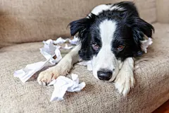 点击来源直接获取大图文件 |调皮的小狗边境牧羊犬在家捣乱咬卫生纸躺在沙发上。有罪的狗和被毁坏的客厅。凌乱的家和调皮的带着有趣内疚表情的小狗。