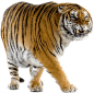 老虎PNG