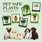 Pet safe plants post for social media