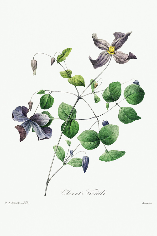 雷杜德《手绘花卉》