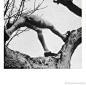 汉斯 贝尔默(Hans Bellmer), 20世纪德国出生的艺术家。 受超现实主义的影响，以人体和性为主题创作了一系列荒谬怪诞的雕塑，绘画与摄影作品。#创作人形##人形作家# ​​​​