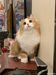 我是一只小小小小鸟儿采集到阿猫阿狗