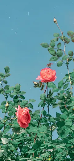 向前看 前方有星月可以寄望 有宇宙浪漫不止
浪漫‖壁纸‖好心情
cr:logo