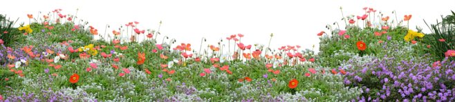 Poppies png free to ...