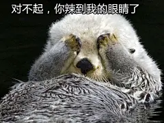 发现水獭这种又蠢又萌的动物才是天然的表情包