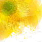 Sunflower. Bright Sunny yellow flower on watercolo