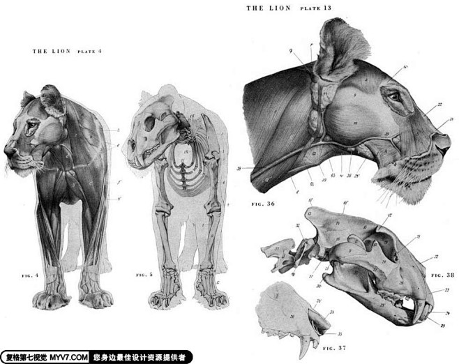 猫科动物骨骼解剖结构--第七视觉--Vi...