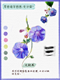 零基础学画画——牵牛花步骤4