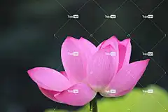 莲花 花 美丽的花朵 粉红色的花 花瓣 花壁纸 粉红色的花瓣 盛开