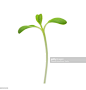 Close-Up Of Plant Against White Background : 圖庫照片