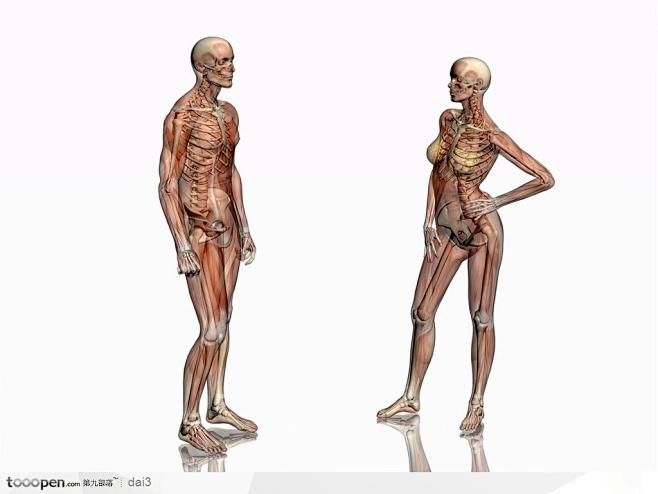 人体肌肉骨骼-肌肉骨骼侧面