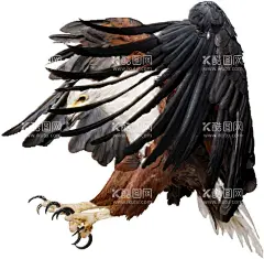老鹰  - 源文件下载【酷图网】老鹰,鸟类,老鹰图片,老鹰素材,老鹰壁纸,鹰嘴,老鹰头,鹰头,老鹰眼,动物,动物世界,动物图片,野生动物,鸟类图片,鸟类素材,