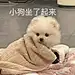11白白bai