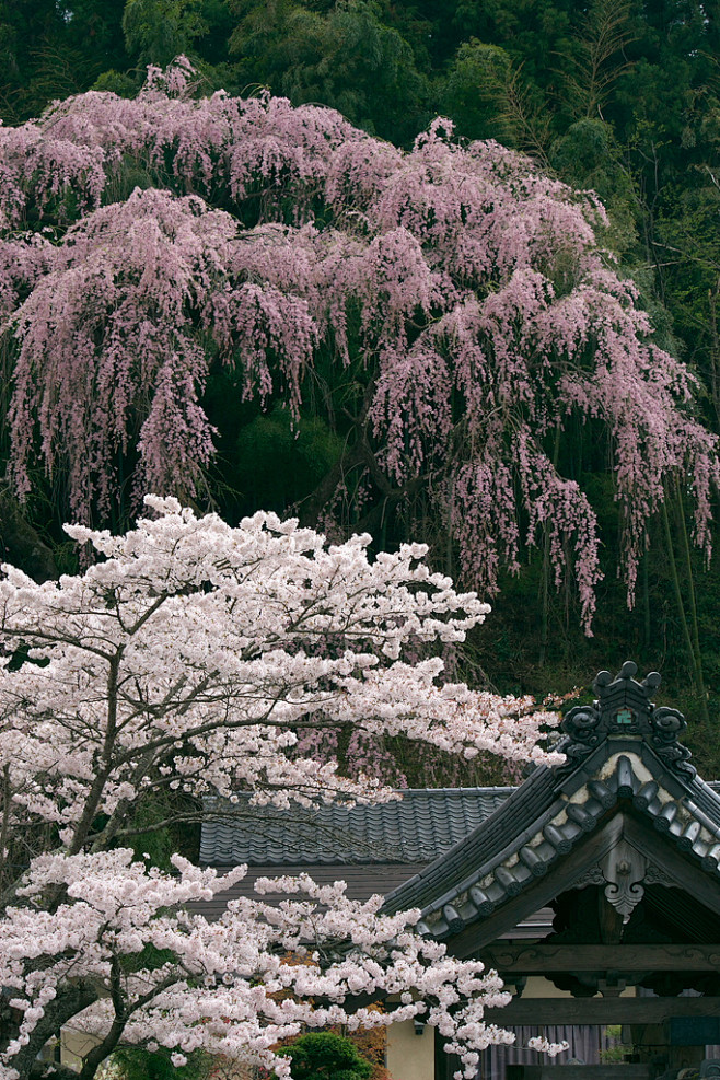 Fkujyu Temple sakura