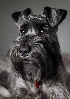 yana-z采集到Schnauzer