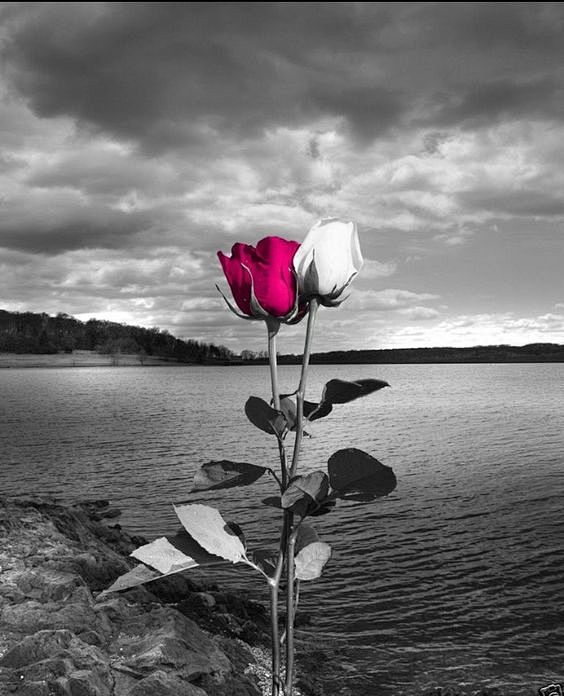 Lake Rose color spla...