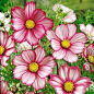 ~~Candystripe | Cosmos bipinnatus~~ | Flowers ������ Breathtaking