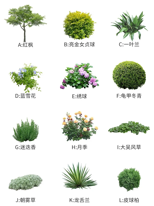 超实用 ️春季组合花境造景｜含植物配置 - 小红书