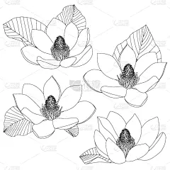 玉兰类,线条画,草图,绘画插图,轮廓,巨大的,矢量,手,植物学,花