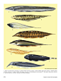 世界鱼类图鉴●象鼻鱼|鳕鱼