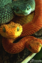 我觉得树蝰#Bush viper#这种蛇挺适合做龙的原型设定参考#snake##dragon#