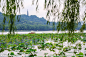 西湖荷塘 翠柳 垂柳 荷叶 泛舟 小船 池塘 树林 杭州西湖 摄影-国内风景 摄影 旅游摄影 自然风景