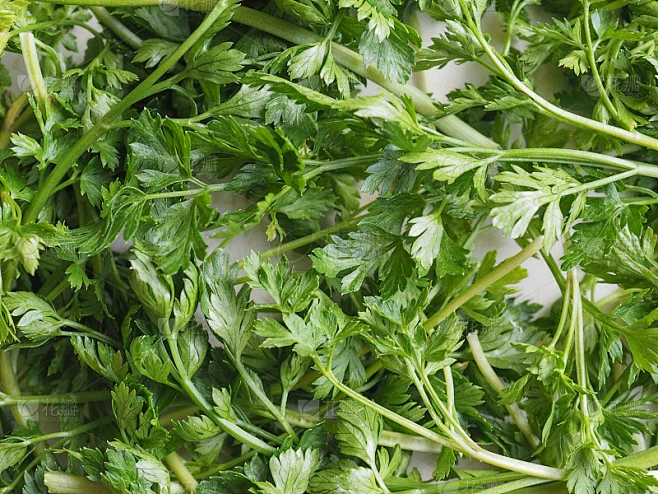 欧芹又名香菜素材-花瓣网
