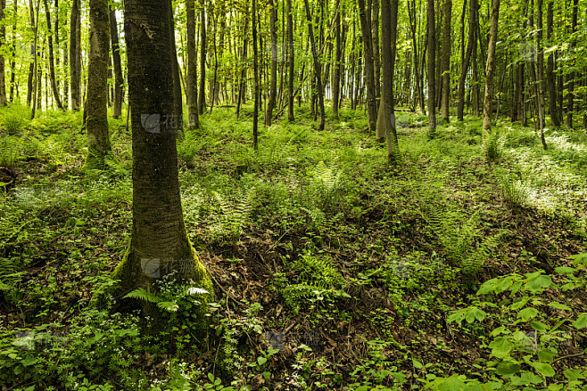 美丽的森林，“Weg der Blicke”徒步小径，外部，条顿堡森林，德国。