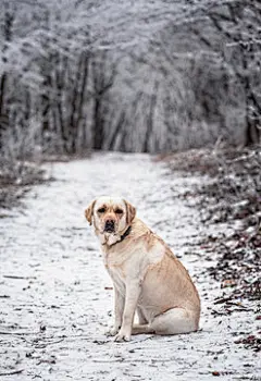 点击来源直接获取大图文件 |Nice labrador dog in the forest in winter