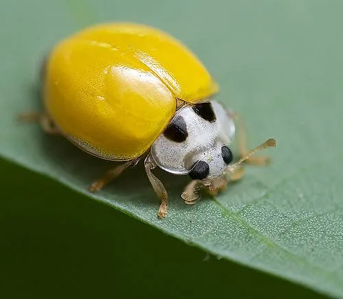 Yellow Lady Bug!-花瓣网