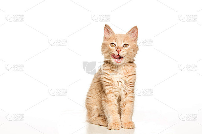 白底上的猫素材-花瓣网