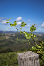 Grapevine leaves by David Marques Neves on 500px