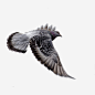 动物展翅的老鹰免抠素材 设计图片 免费下载 页面网页 平面电商 创意素材 png素材