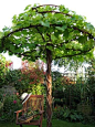 Vines trained as an umbrella