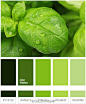  草木绿 “GREENERY”，2017年最美的流行配色
