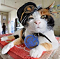 六年前本是流浪貓的「阿玉」獲日本和歌山電力鐵路收留，並委任為貴志站站長，不少人為睹「貓站長」風采，結果帶動周邊旅遊業，每年帶來經濟效益逾11億日圓（9,670萬港元）。公司為表揚「阿玉」的貢獻，昨日特別擢升他做代理社長。