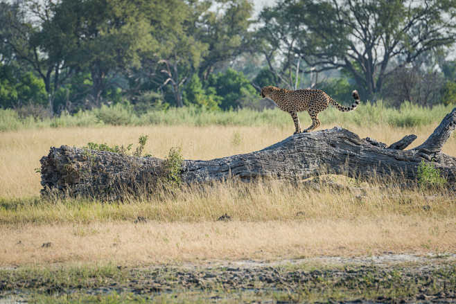 Cheetah standing on ...