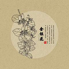 pepa皮帕熊采集到金银花