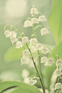 照雨采集到花