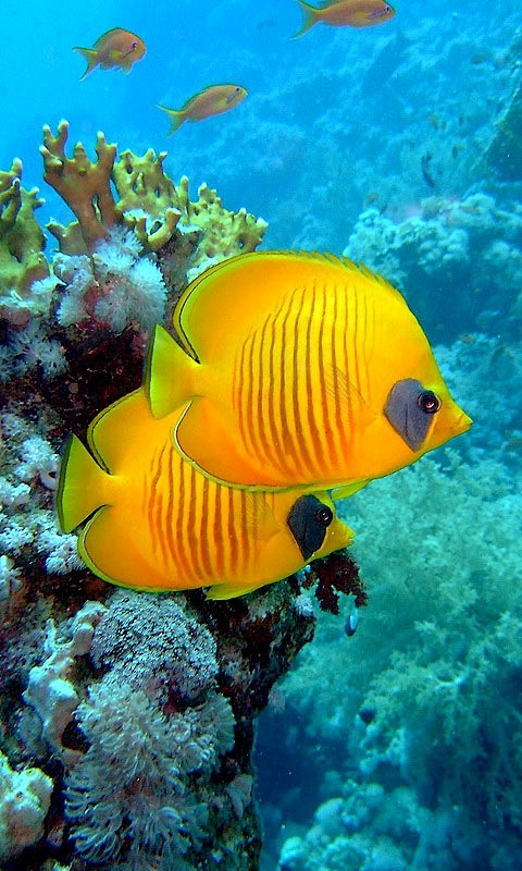 热带鱼 - Tropical Fish